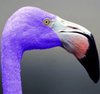 BlueFlamingo